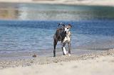 WHIPPET 176